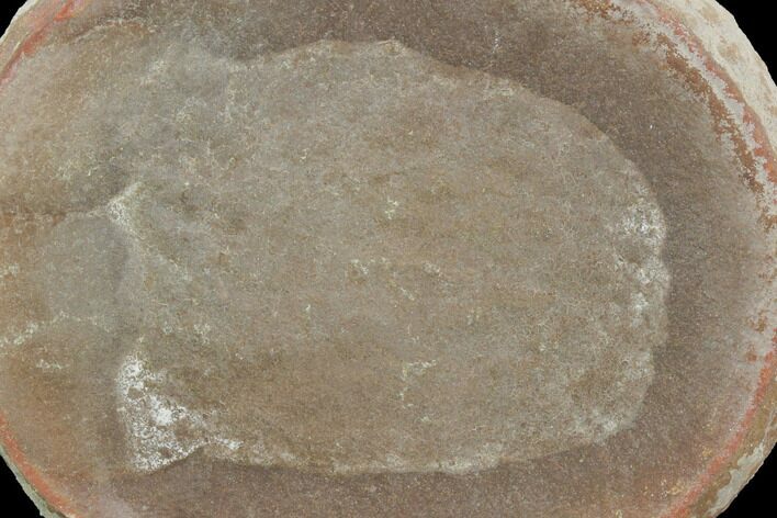 Fossil Jellyfish (Essexella) In Ironstone, Pos/Neg - Illinois #120985